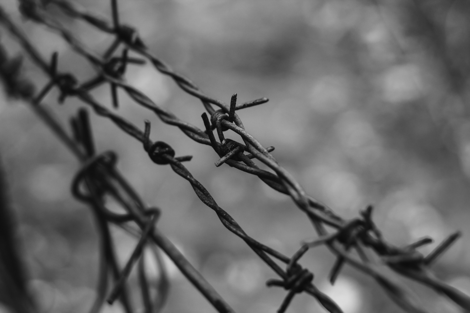 5 התכנים המומלצים ביתר לכבוד יום השואה 2023