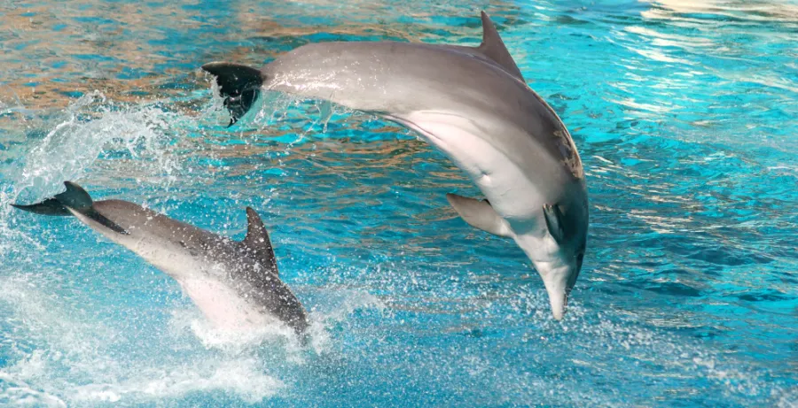 דולפינים מקפצים